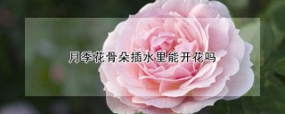 月季花骨朵插水里能开花吗,第1图