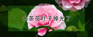 山茶花叶子掉光了,第1图