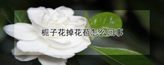 栀子花掉花苞怎么回事,第1图