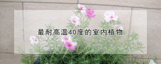 最耐高温40度的室内植物,第1图