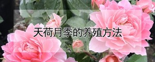 天荷月季的养殖方法,第1图