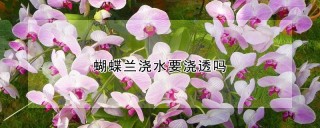 蝴蝶兰浇水要浇透吗,第1图