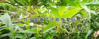 竹子变黄了还能恢复吗,第1图