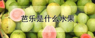 芭乐是什么水果,第1图