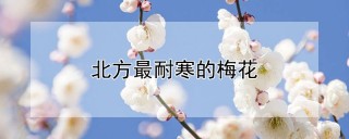 北方最耐寒的梅花,第1图