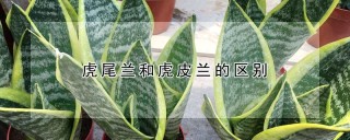 虎尾兰和虎皮兰的区别,第1图