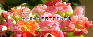 长寿花骨朵迟迟不开花咋回事,第1图