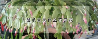 蟹爪兰为什么不开花,第1图