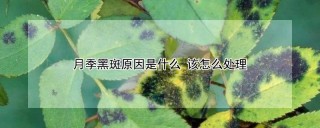 月季黑斑原因是什么 该怎么处理,第1图