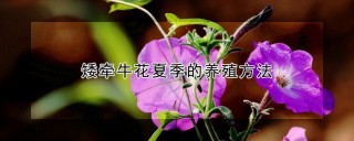 矮牵牛花夏季的养殖方法,第1图