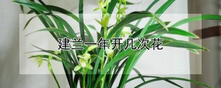 建兰一年开几次花,第1图