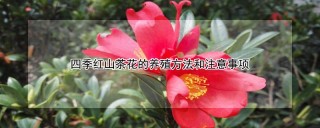 四季红山茶花的养殖方法和注意事项,第1图