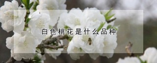 白色桃花是什么品种,第1图