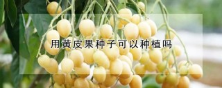 用黄皮果种子可以种植吗,第1图