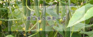 黄瓜多久施肥一次,第1图