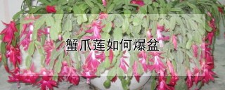 蟹爪莲如何爆盆,第1图