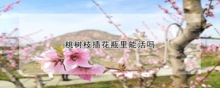 桃树枝插花瓶里能活吗,第1图