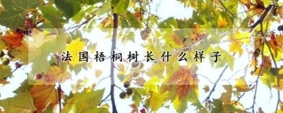 法国梧桐树长什么样子,第1图