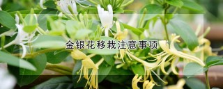 金银花移栽注意事项,第1图