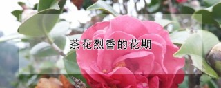 茶花烈香的花期,第1图