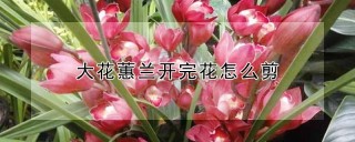 大花蕙兰开完花怎么剪,第1图