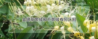 金银花带绒和不带绒有何区别,第1图