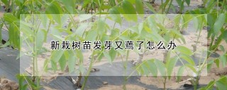 新栽树苗发芽又蔫了怎么办,第1图