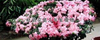 杜鹃花是几年生植物,第1图