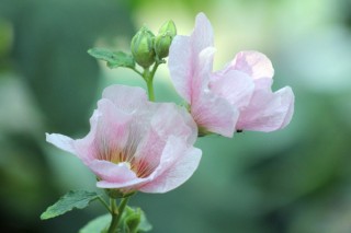 芙蓉花叶子为何打卷,第2图