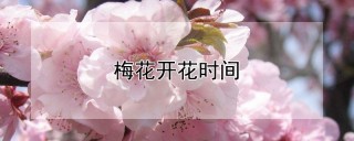 梅花开花时间,第1图