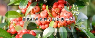 富贵籽果实掉了还会再长吗,第1图