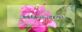 三角梅有毒吗可以放室内吗,第1图