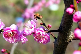 广州梅花什么时候开花,第2图