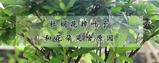 杜娟花掉叶子和花朶是啥原因,第1图