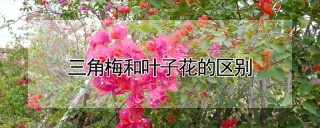 三角梅和叶子花的区别,第1图