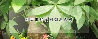 刚买来的发财树怎么种,第1图