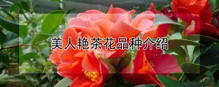 美人艳茶花品种介绍,第1图