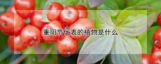 重阳节代表的植物是什么,第1图