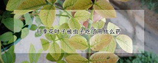 月季花叶子被虫子吃了用什么药,第1图