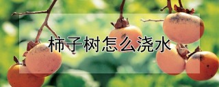 柿子树怎么浇水,第1图