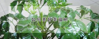 如何养好幸福树,第1图