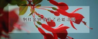 倒挂金钟全剪了还能活吗,第1图