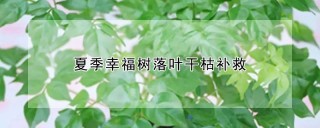 夏季幸福树落叶干枯补救,第1图