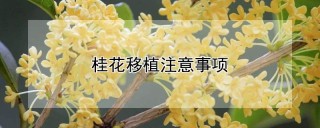 桂花移植注意事项,第1图