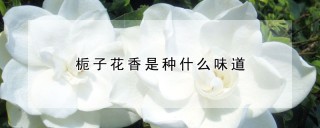 栀子花香是种什么味道,第1图