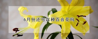 6月份还可以种百合花吗,第1图