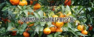 沙糖桔什么时候环割促花,第1图