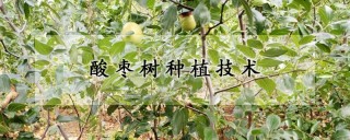 酸枣树种植技术,第1图