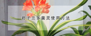 君子兰多菌灵使用方法,第1图