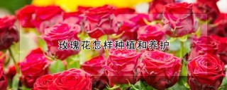 玫瑰花怎样种植和养护,第1图